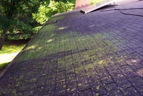 roof inspections mold