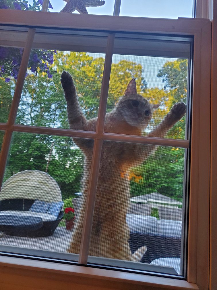 cat scratching window screen mesh