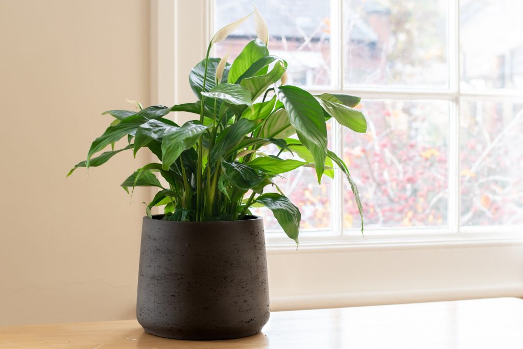 Plant in  Low-E Window