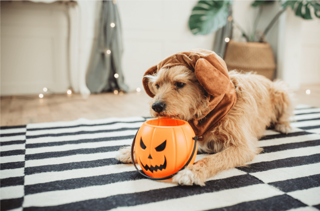 dog wearing a Halloween costume 