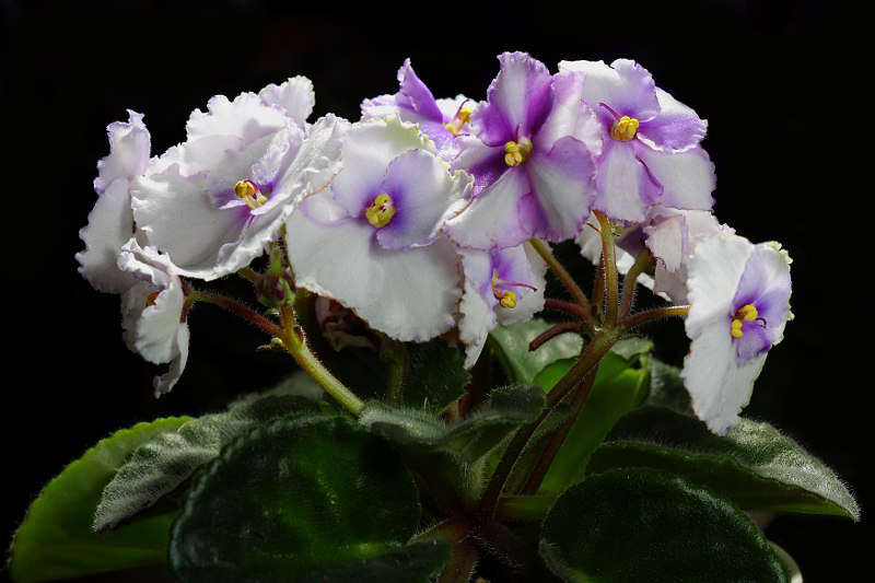 An African violet plant