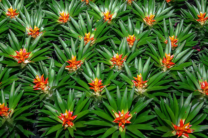 Multiple bromeliads