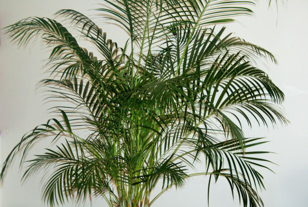 An areca palm