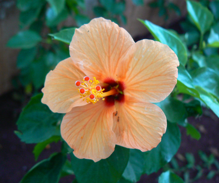 A hibiscus flower