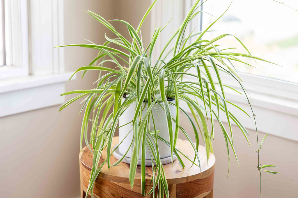 A spider plant