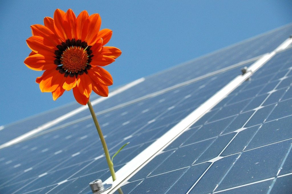 Sustainable Windows

Flower On A Solar Pannel